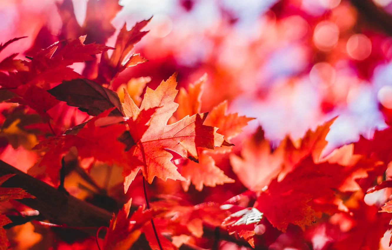 Фото обои Макро, Красный, Цвет, Осень, Листья, Листопад