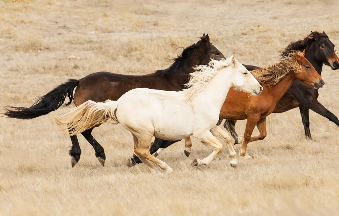 Фото обои степь, лошади, Австралия, табун, буш