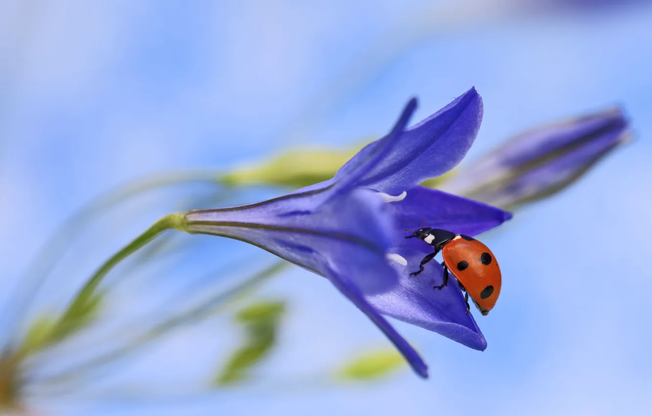 Фото обои цветок, макро, божья коровка, flower, macro, ladybug