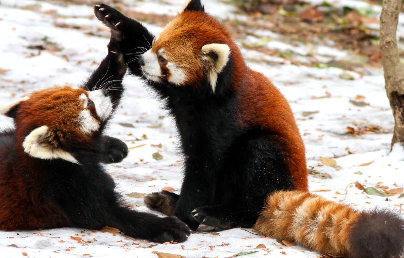 Фото обои зима, снег, игра, малые панды