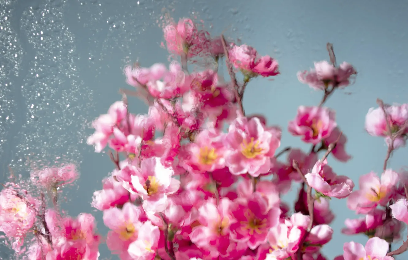 Фото обои стекло, цветы, glass, розовые, pink, water, blossom, flowers