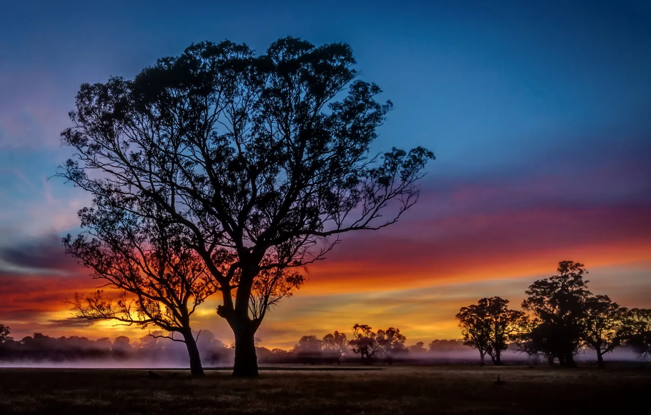 Фото обои Sunrise, colour, Mist, silhouette, Fog, Trees