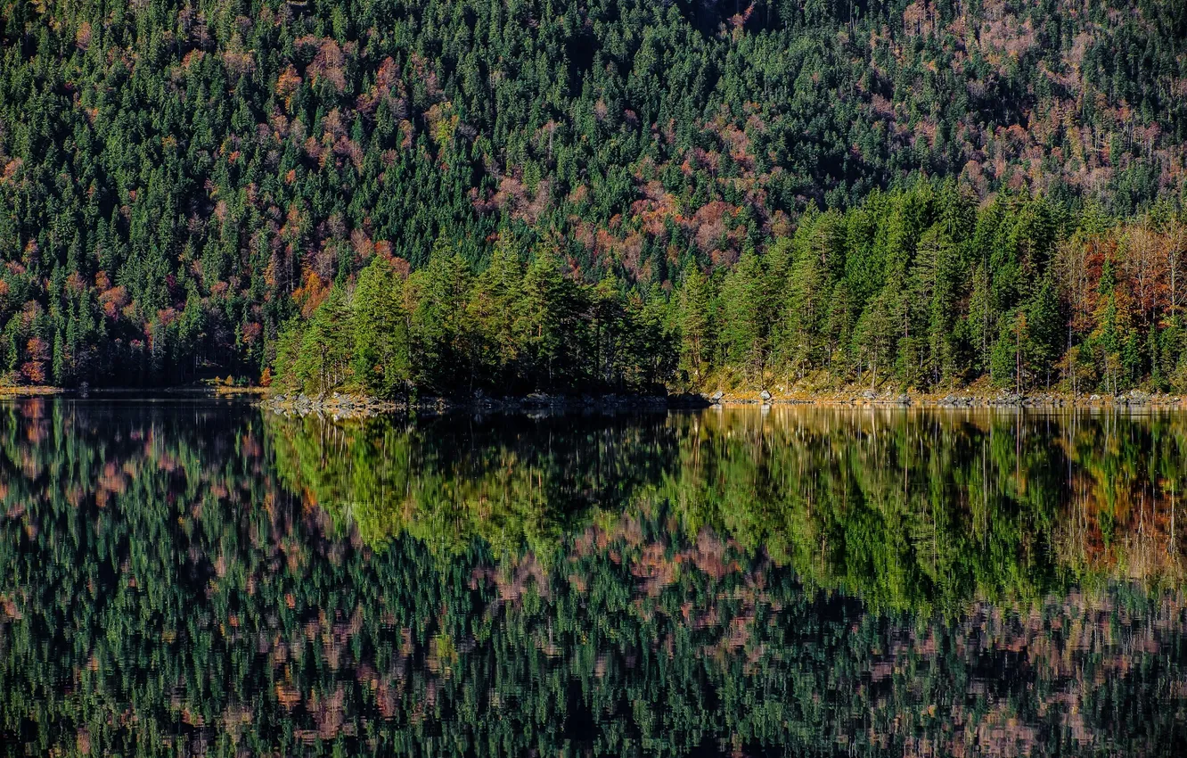 Фото обои лес, вода, природа, озеро, отражение