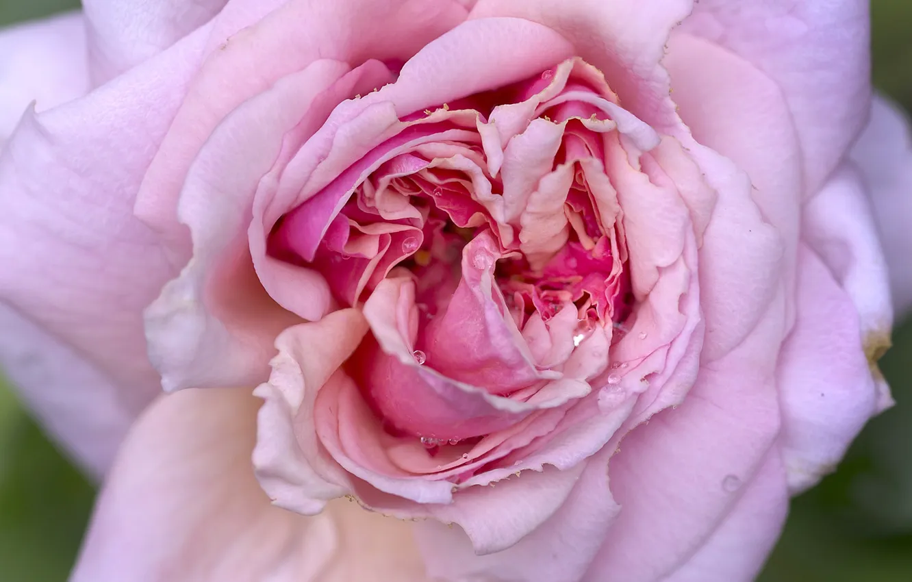 Фото обои макро, роса, розовая, роза, чайная роза, цветки