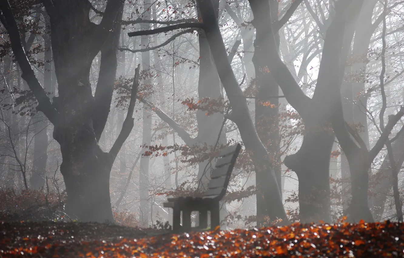 Фото обои деревья, скамейка, туман