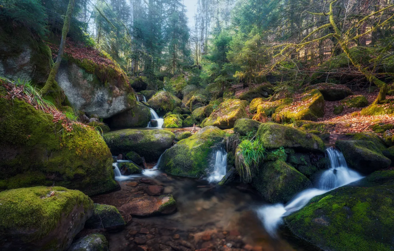 Фото обои лес, ручей, камни, водопад, мох