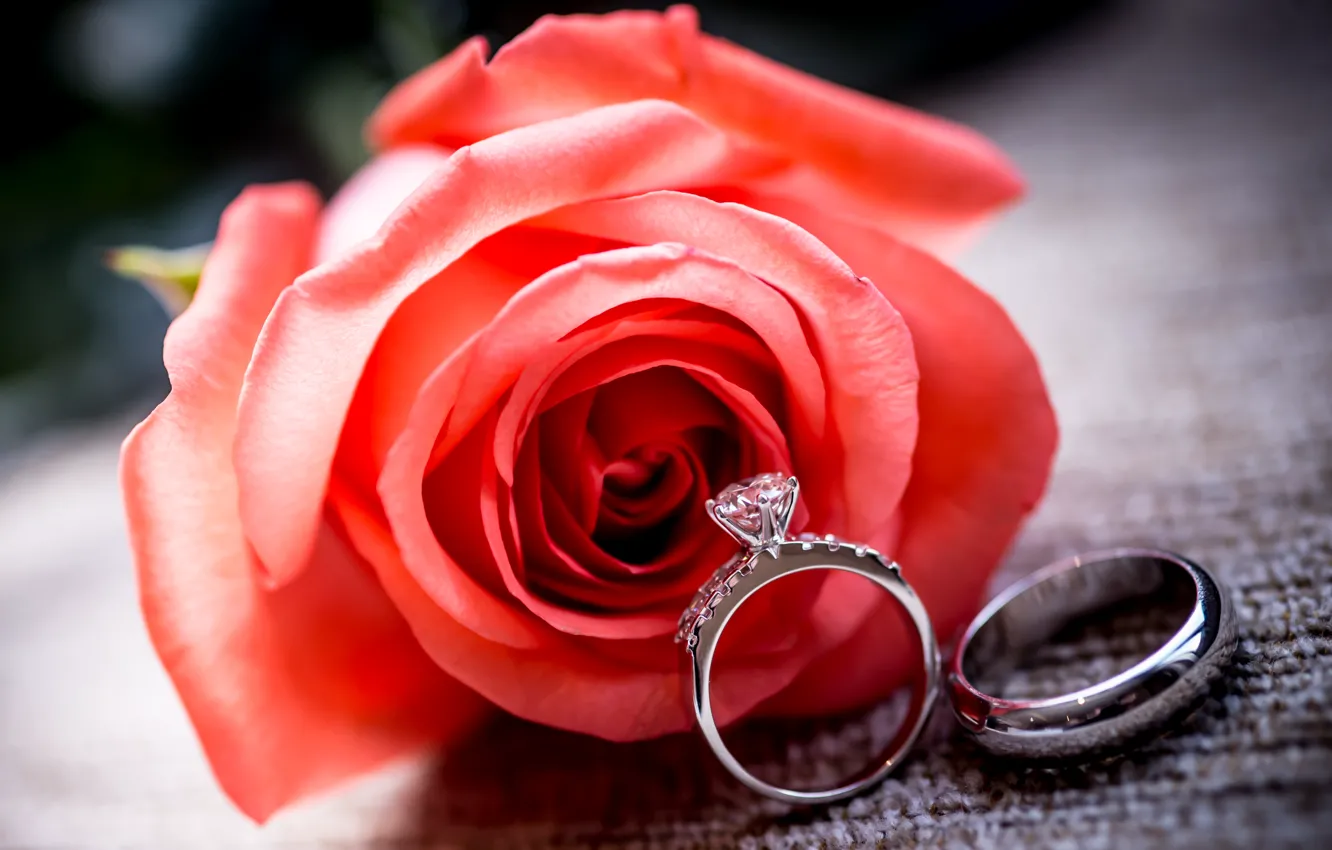 Фото обои цветок, роза, кольца, red, rose, ring, обручальные