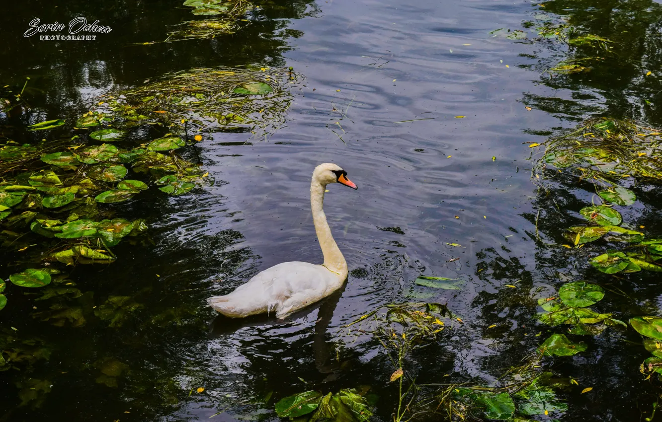 Фото обои love, swan, nature, bird, water, park, lake, animal