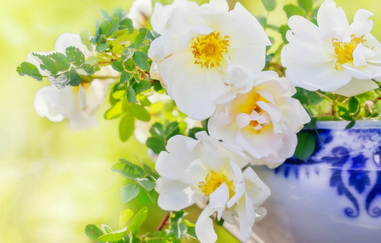 Фото обои свет, цветы, шиповник, ваза, белые