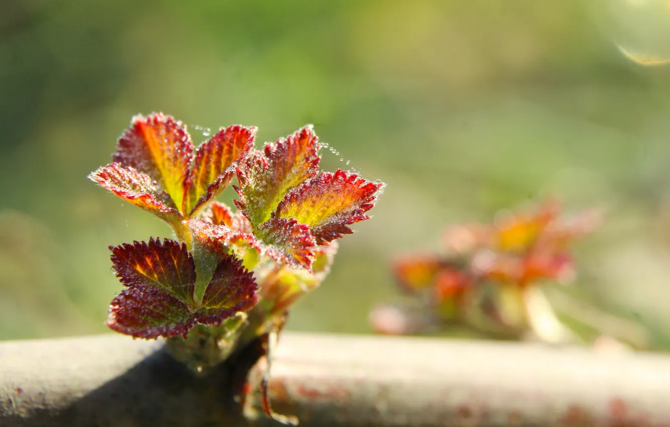 Фото обои leafs, color, spring, twig