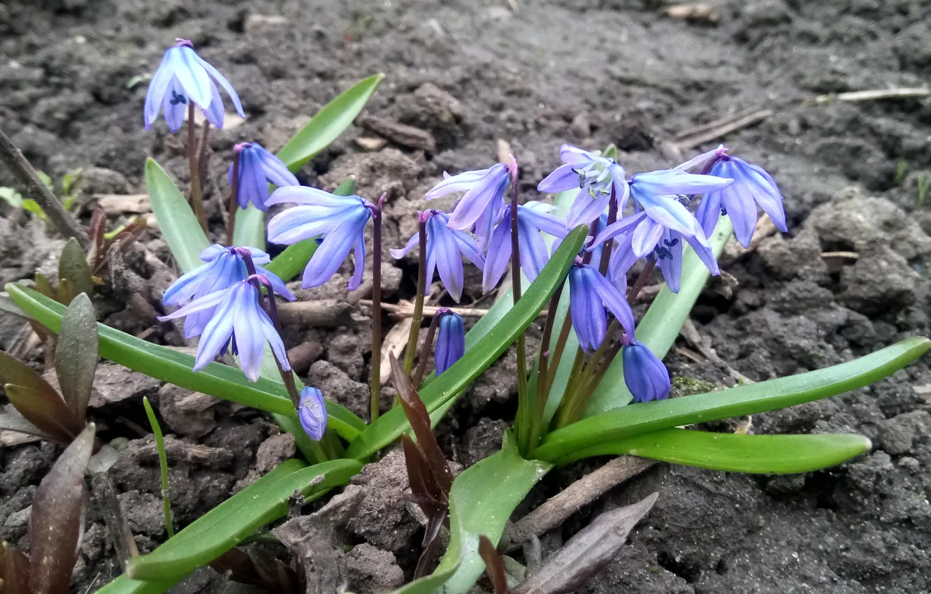 Фото обои Цветы, Синие, Весенние