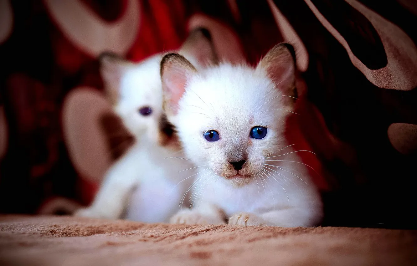 Фото обои глаза, кошки, котята, белые, синие