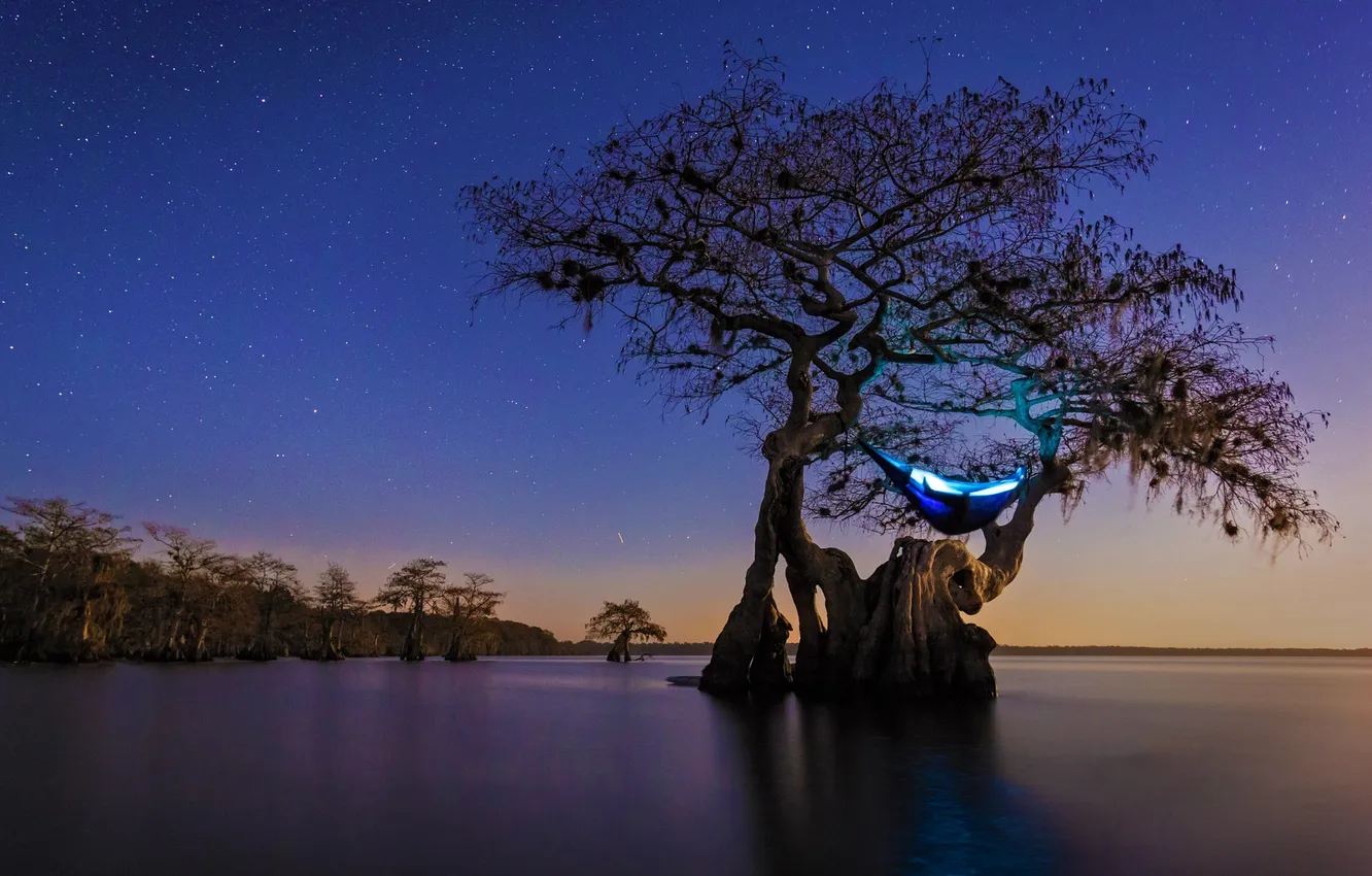 Фото обои звезды, ночь, дерево, Флорида, гамак, США, кемпинг, старый кипарис