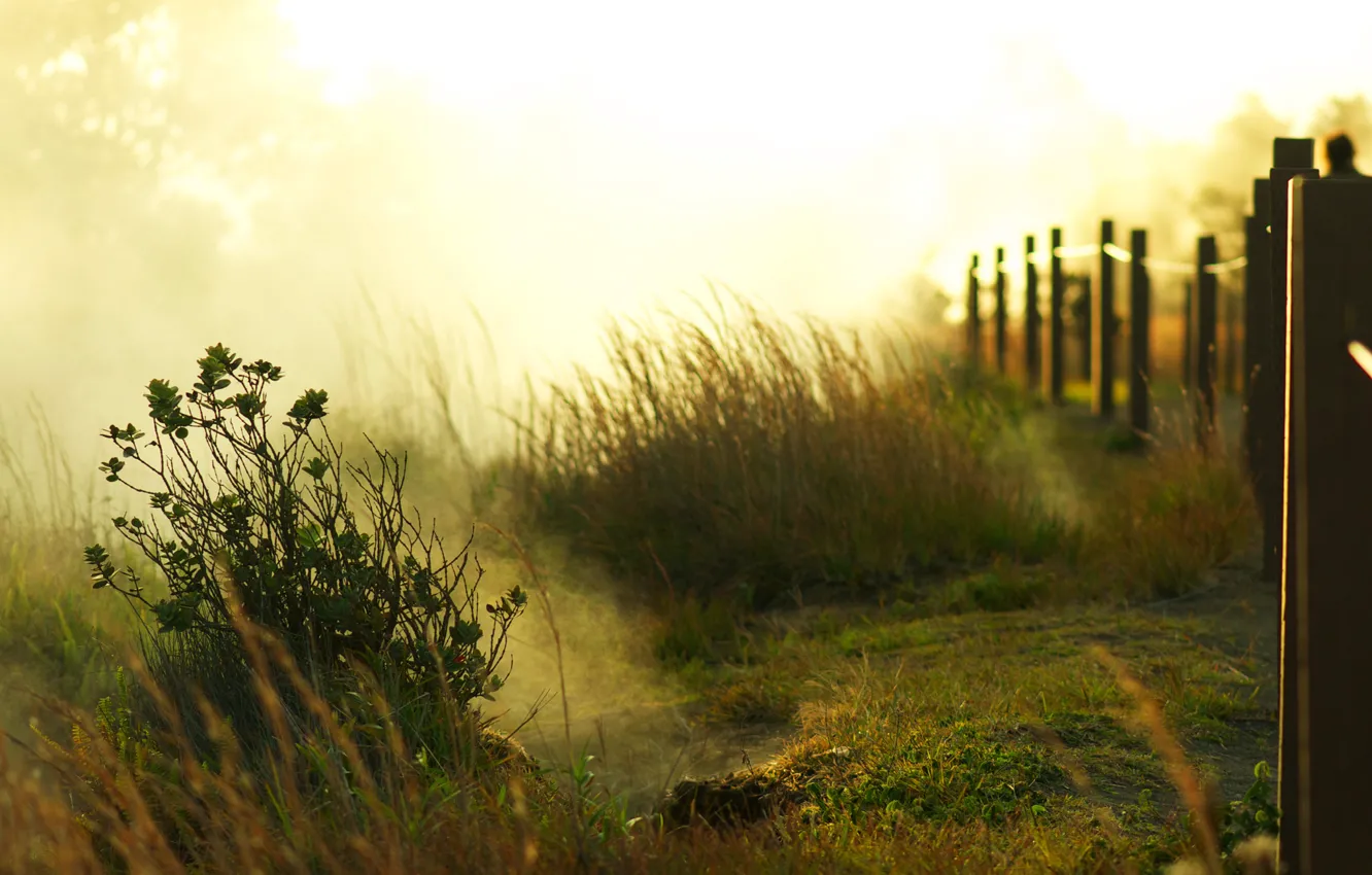Фото обои зелень, трава, солнце, свет, деревья, туман, рассвет, забор