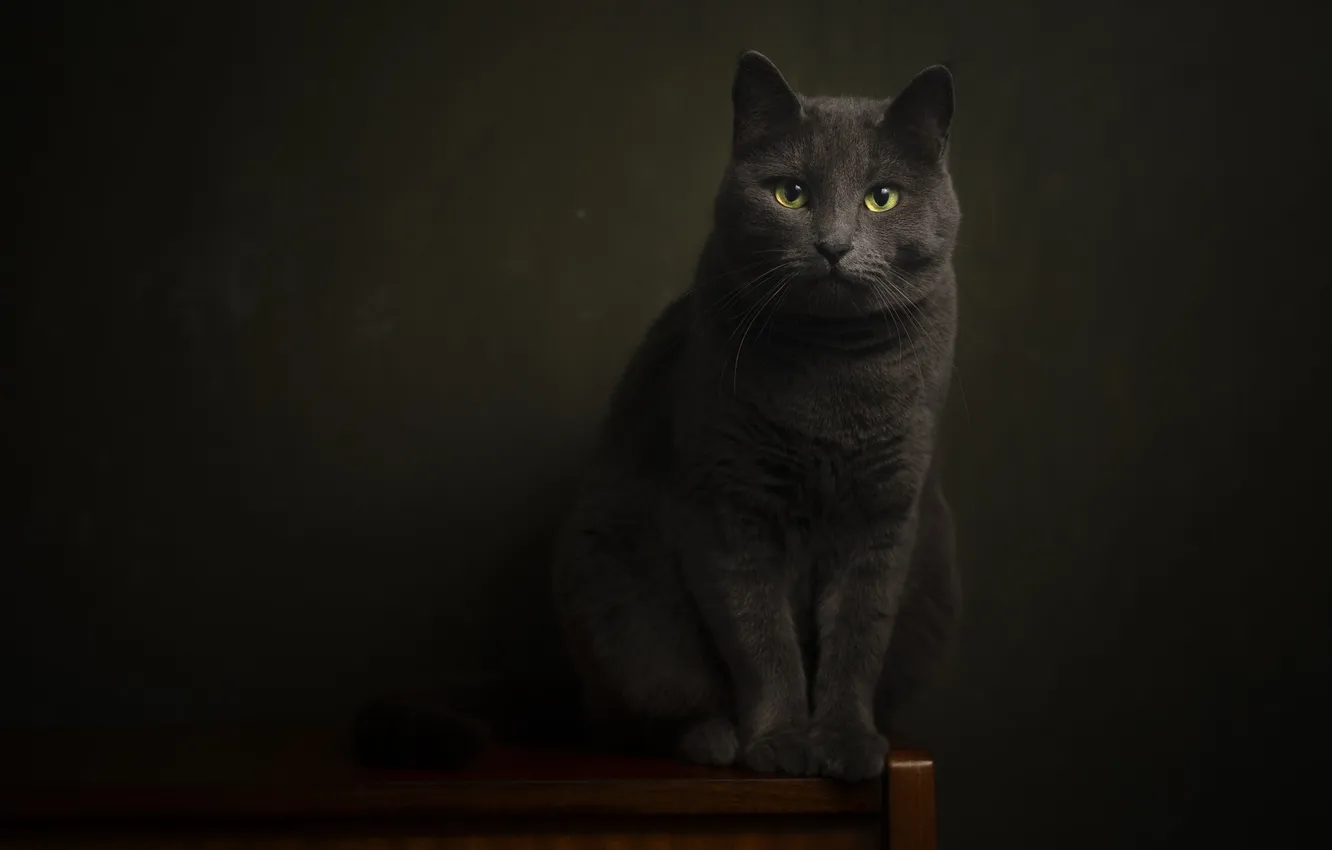 Фото обои кошка, глаза, кот, мордочка