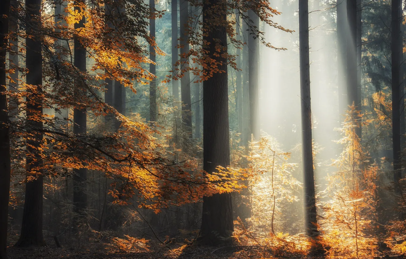 Фото обои осень, лес, лучи, свет, деревья