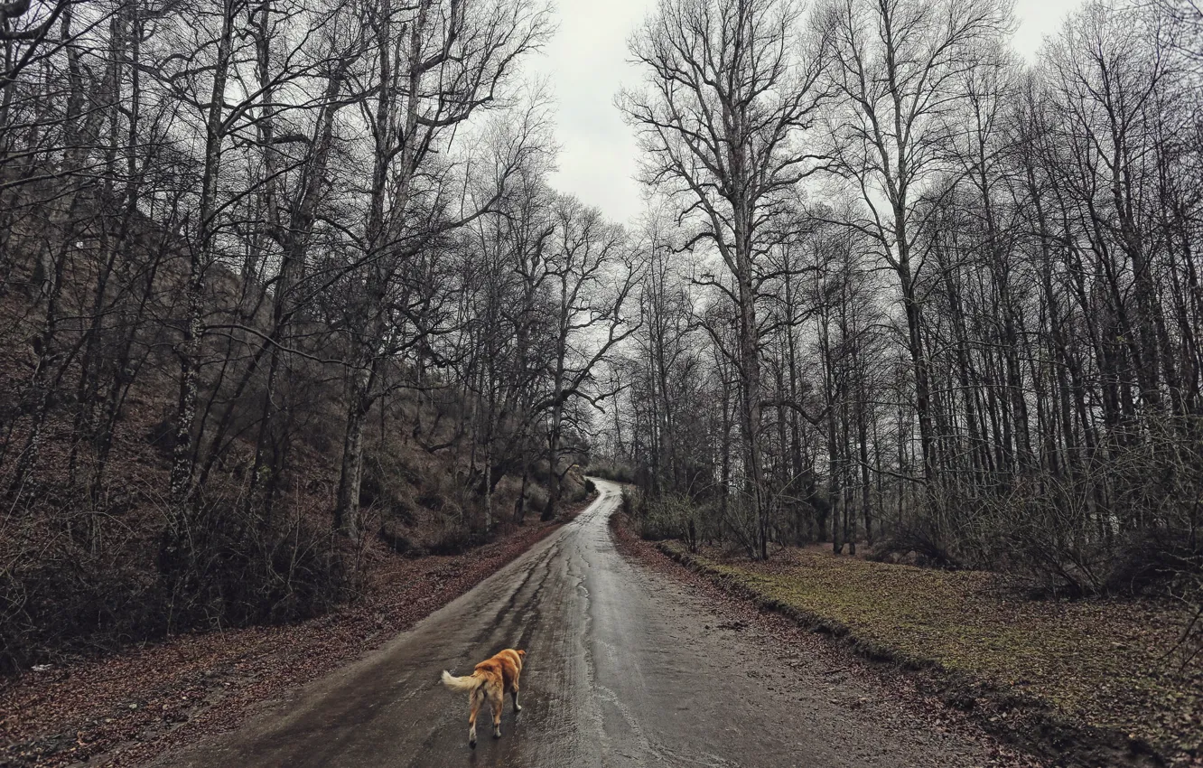 Фото обои дорога, лес, собака