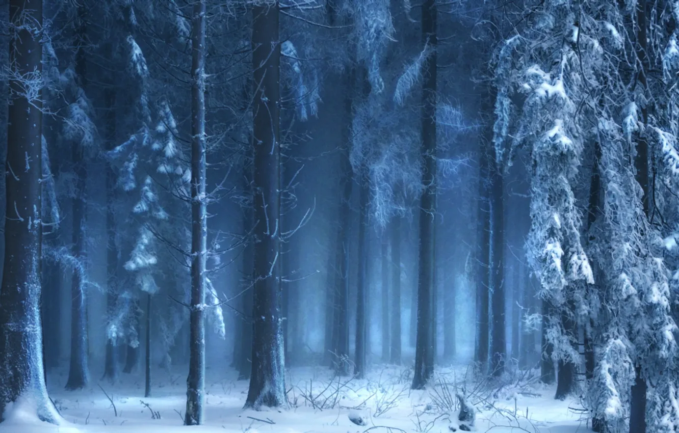 Фото обои зима, лес, природа, туман