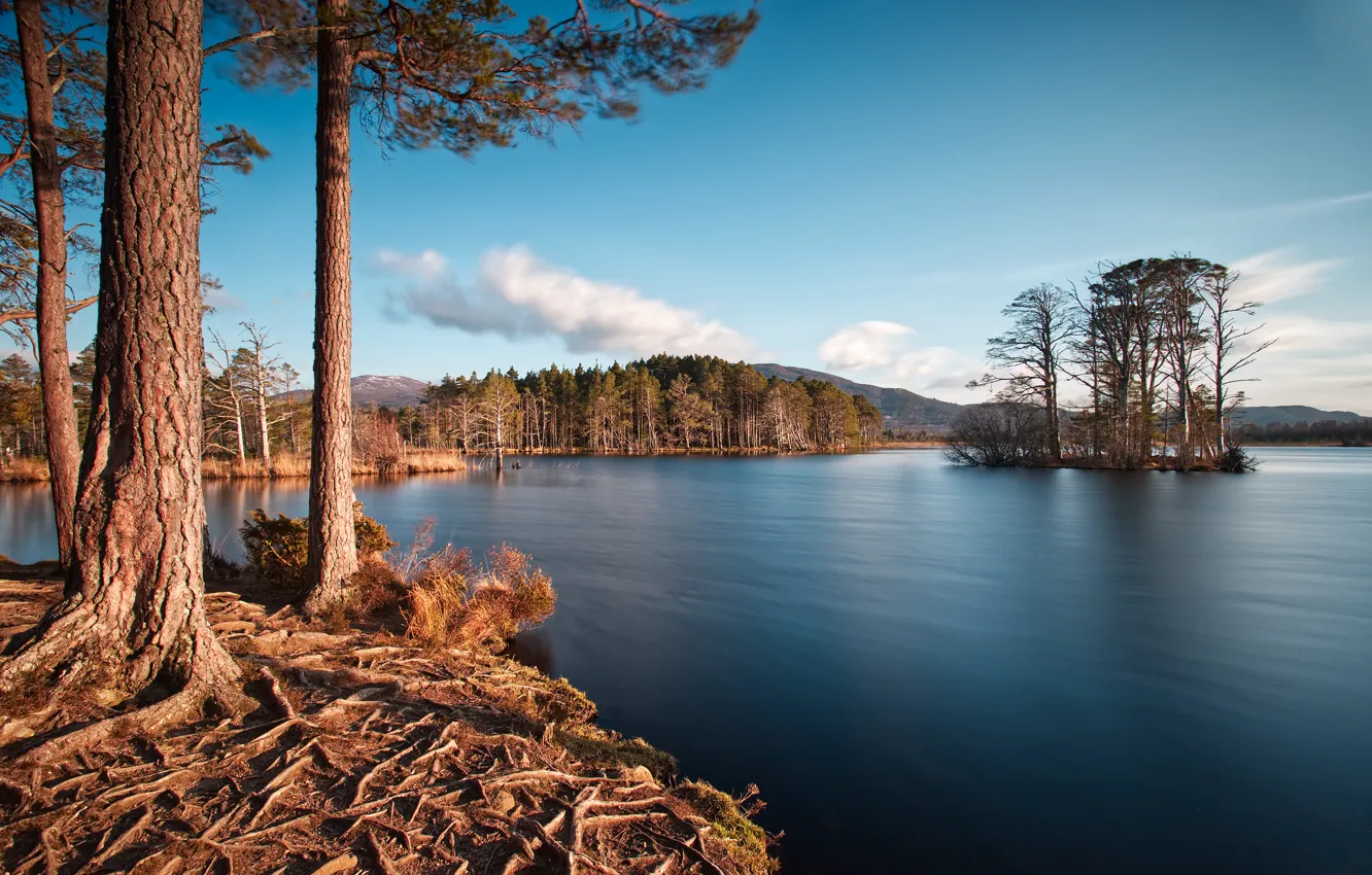 Фото обои лес, лето, озеро