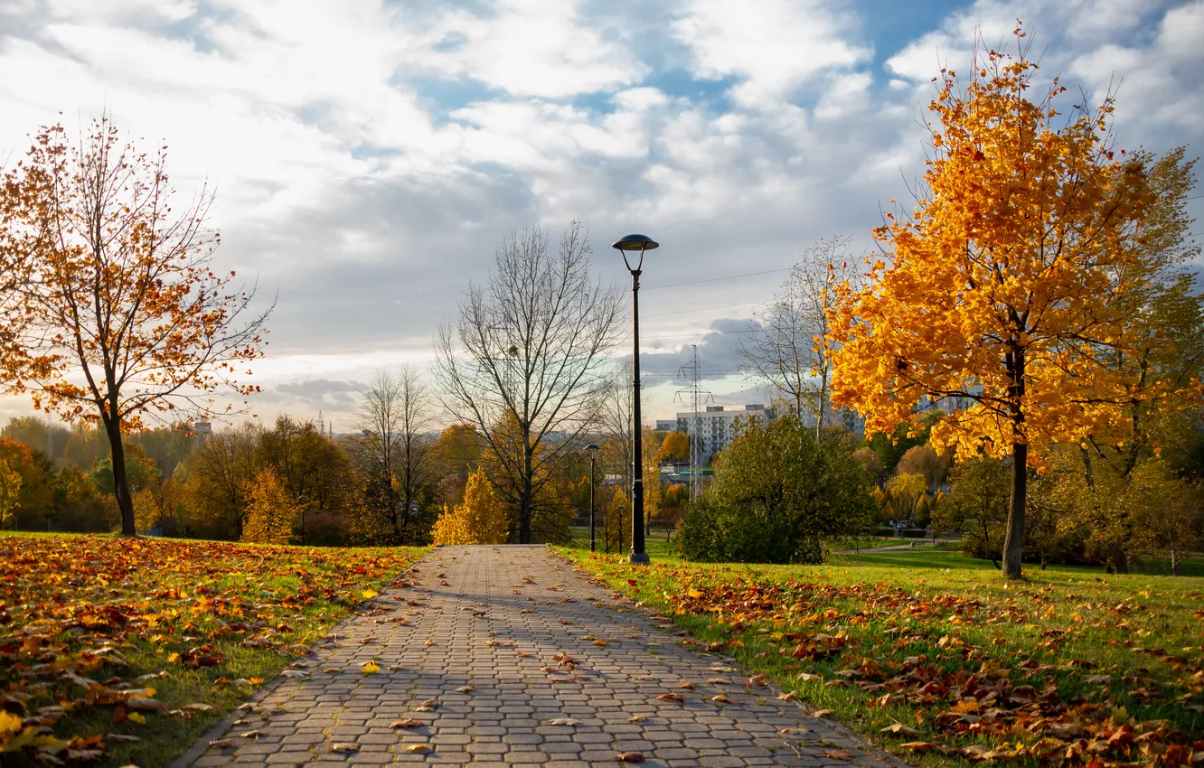 Фото обои trees, park, autumn, paths
