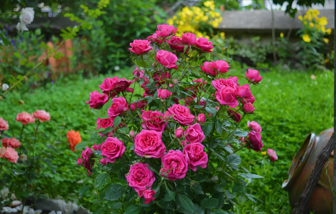 Фото обои Цветы, Куст, Розы, Pink roses
