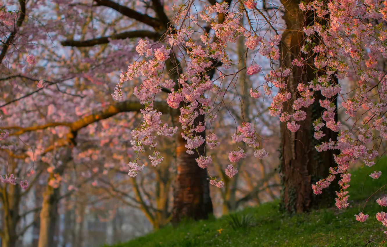 Фото обои деревья, ветки, весна, сакура, цветение