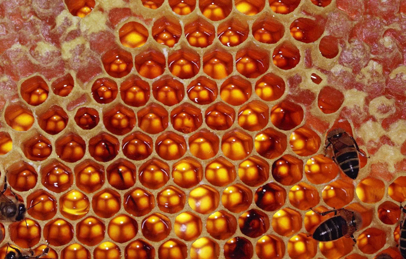 Фото обои Соты, пчелы, мед