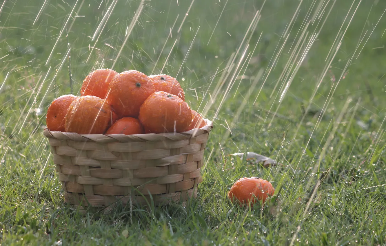 Фото обои трава, капли, дождь, корзина, апельсины