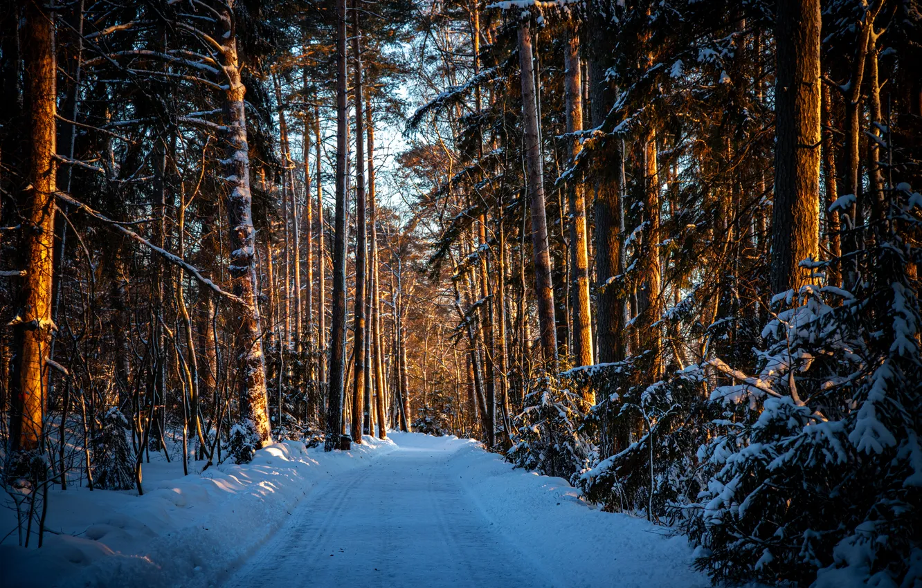Фото обои ice, forest, trees, snow