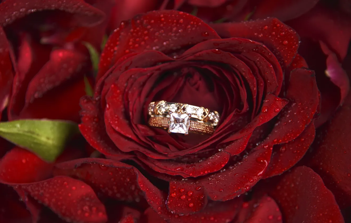 Фото обои цветок, роза, кольцо, обручальное, Morganval