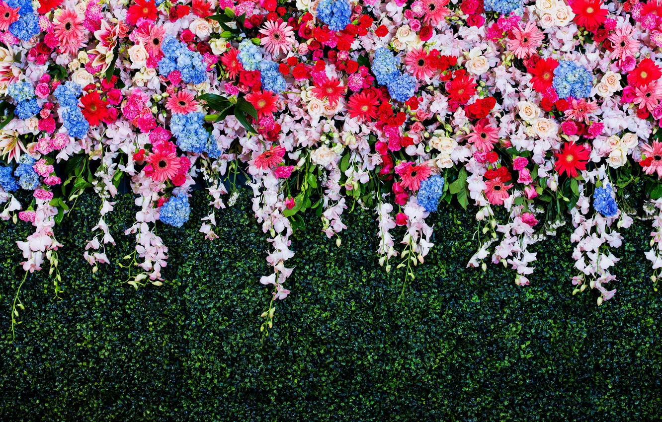 Фото обои цветы, colorful, white, хризантемы, blue, pink, flowers