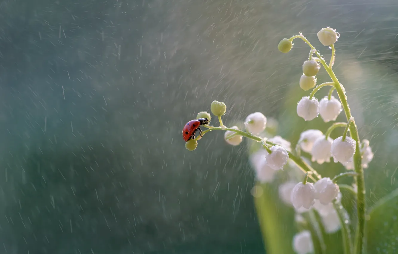 Фото обои макро, цветы, дождь, божья коровка, жук, насекомое, ландыши