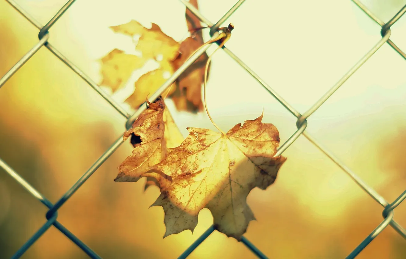 Фото обои листья, солнце, макро, фон, сетка, обои, забор, листочек