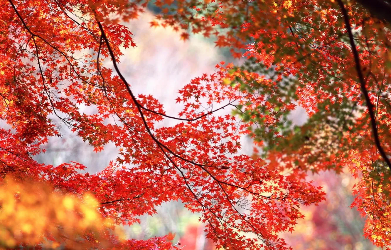 Фото обои осень, листья, ветки, природа, времена года, листва, желтые, красные