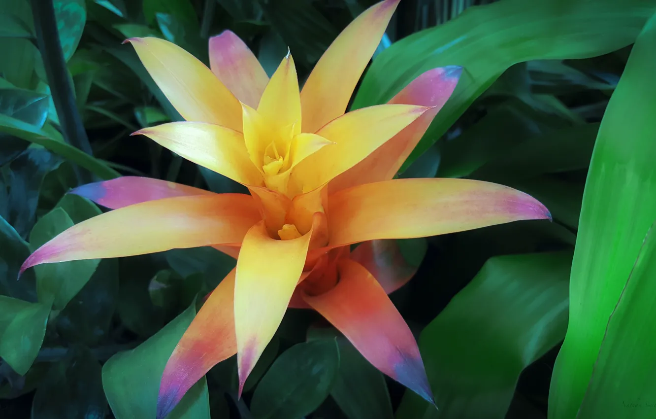 Фото обои цветок, листья, colors, Flower