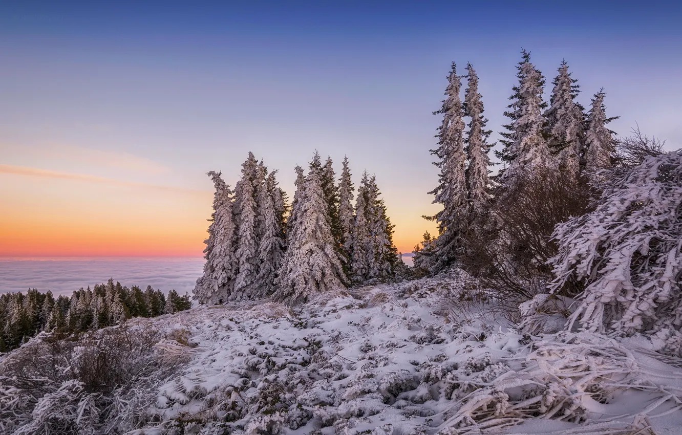 Фото обои зима, облака, снег, горы, рассвет, утро, ели, вершина