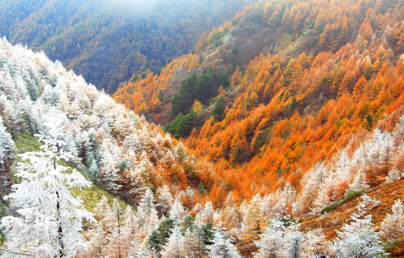 Фото обои иней, осень, лес, снег, горы, Япония