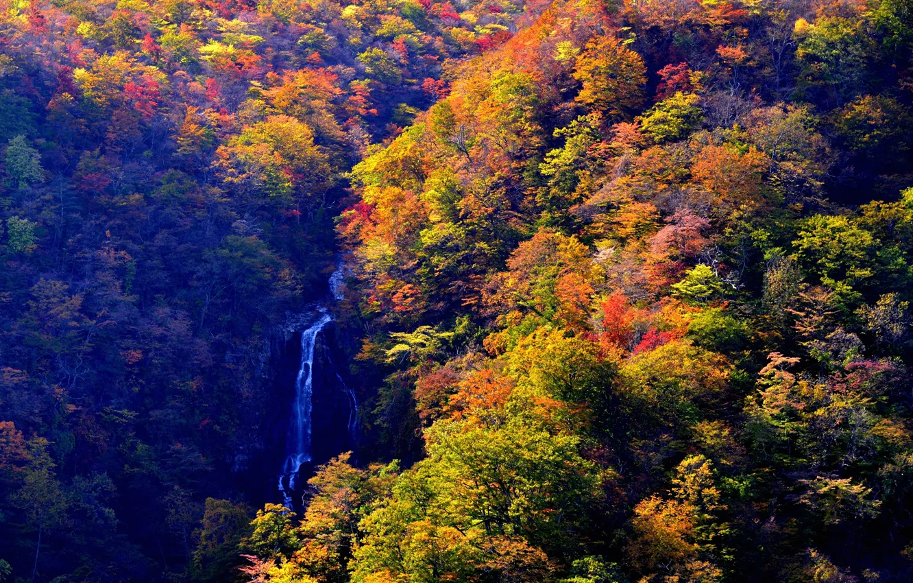 Фото обои осень, лес, солнце, деревья, ручей, водопад, Япония, вид сверху