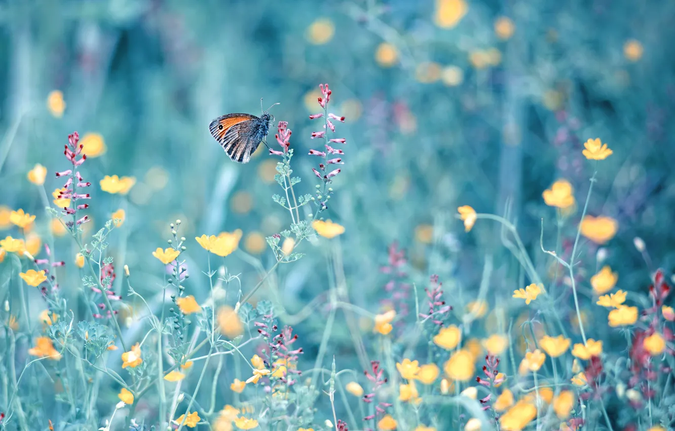 Фото обои лето, цветы, природа, бабочка, травы
