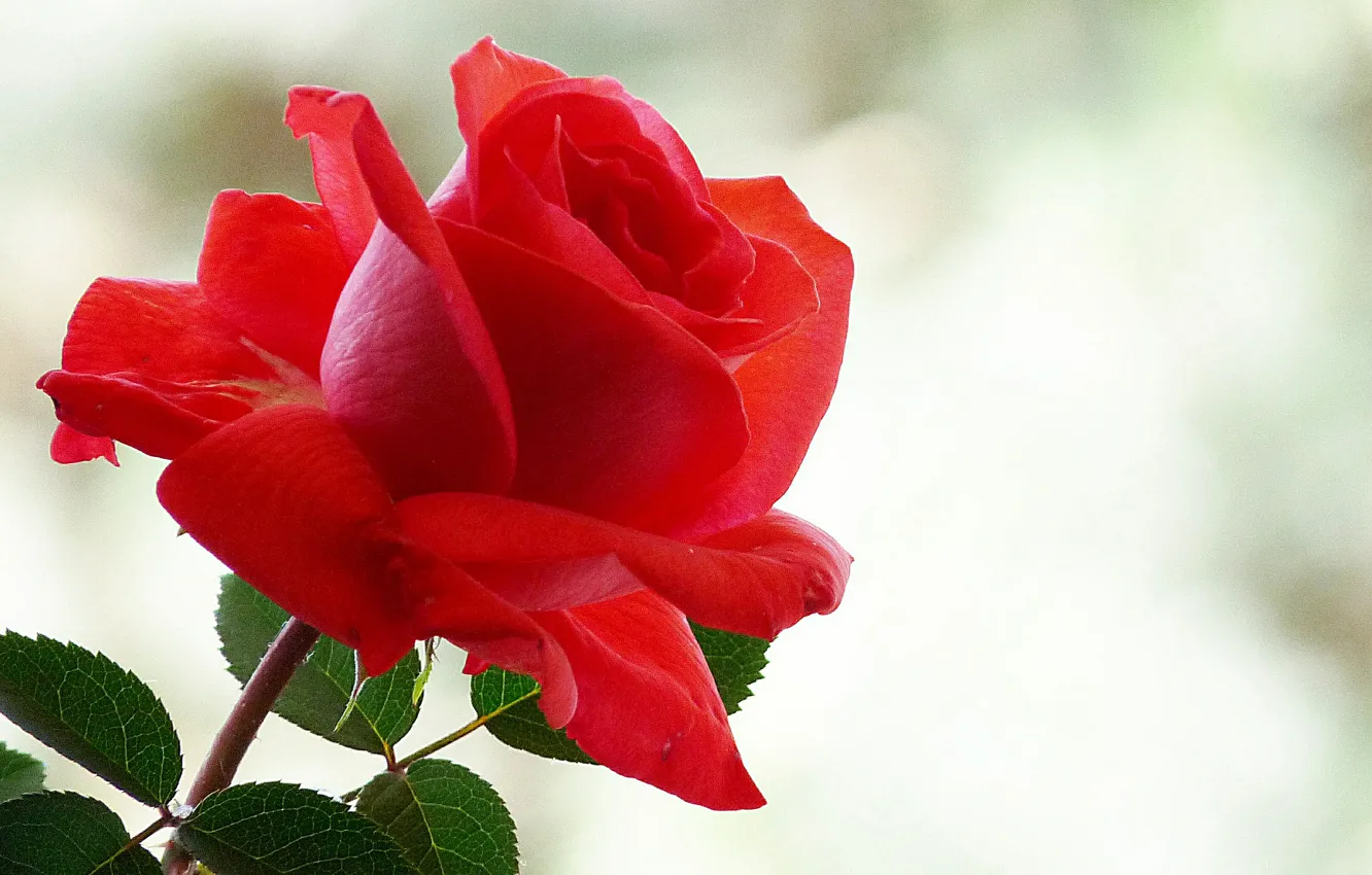 Фото обои блики, фон, роза, красная