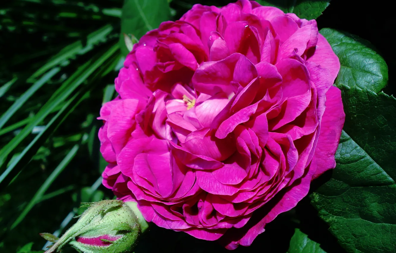 Фото обои розы, rose, бутоны, dark pink, темно-розовая