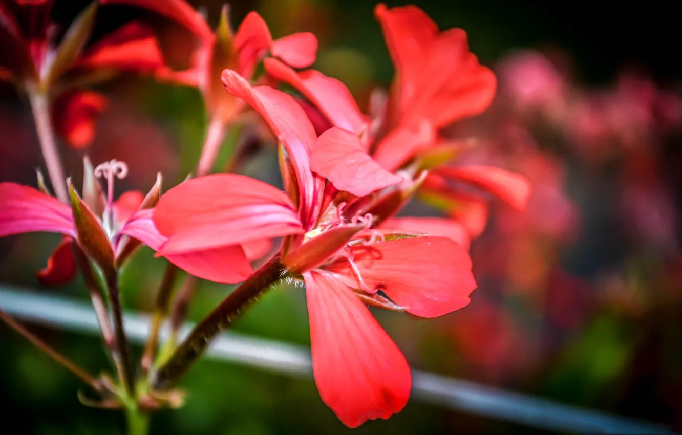 Фото обои природа, лепестки, сад, цветение