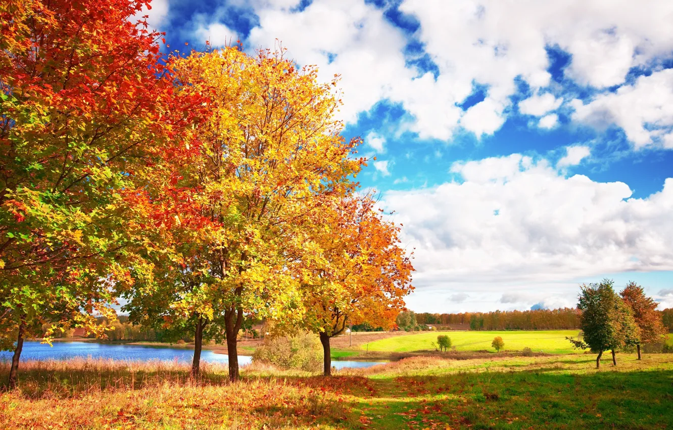 Фото обои осень, небо, облака, деревья, голубое, яркие, Autumn