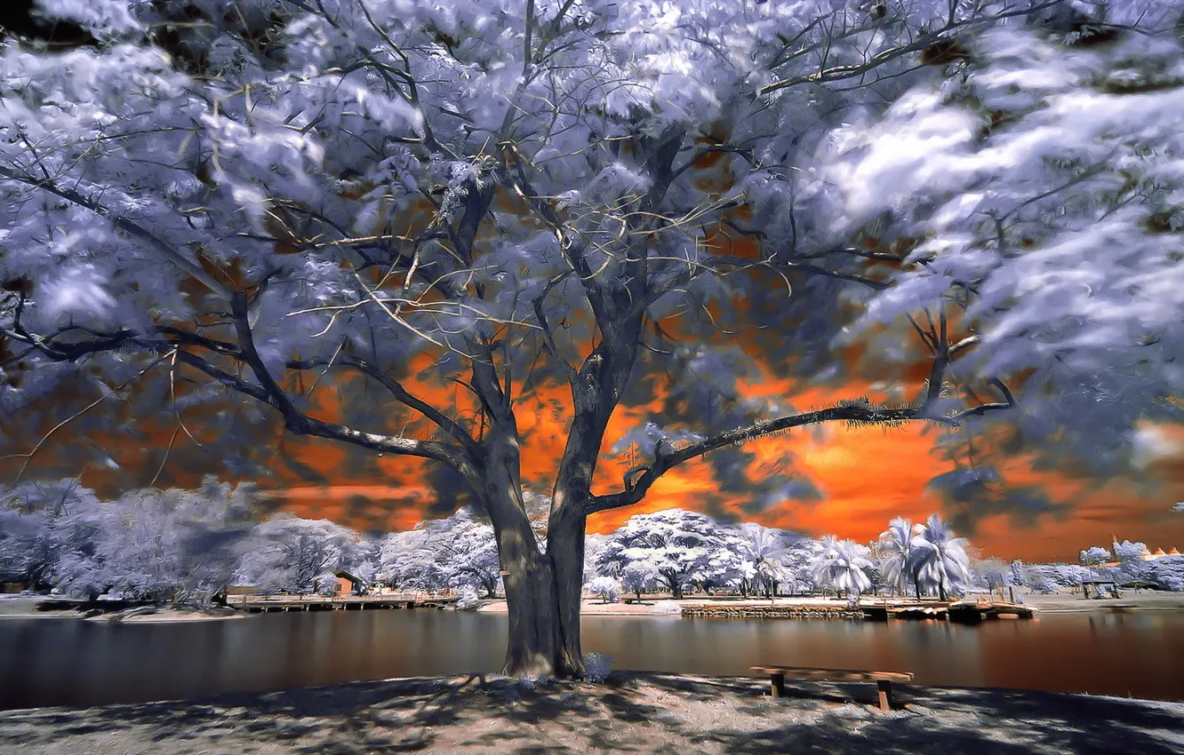 Фото обои осень, природа, река, дерево