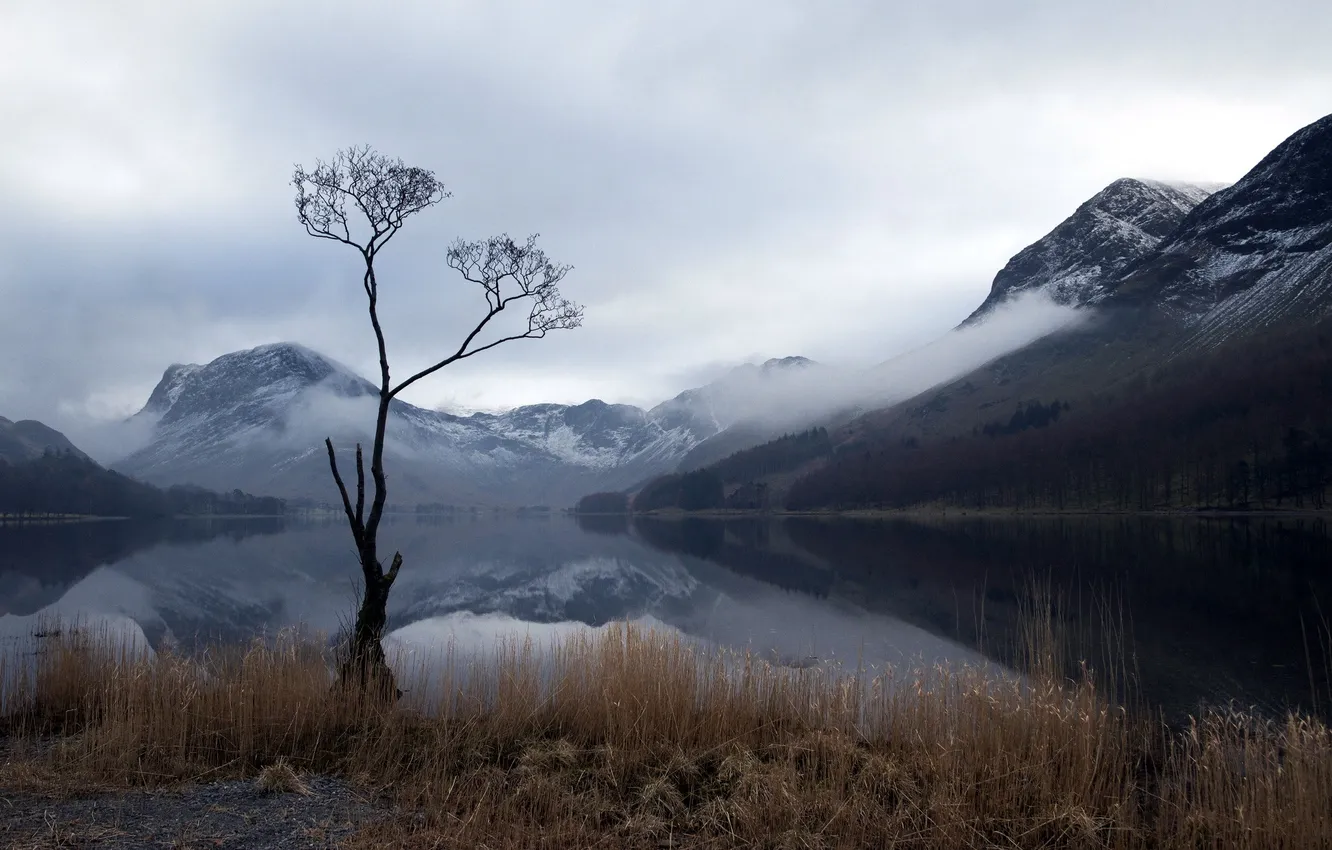 Фото обои горы, озеро, дерево