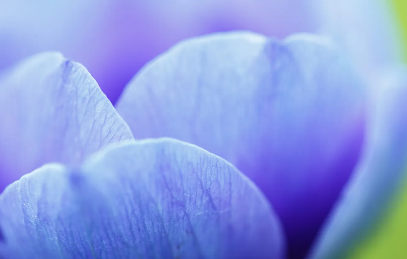 Фото обои цветок, макро, голубой, лепестки, жилки