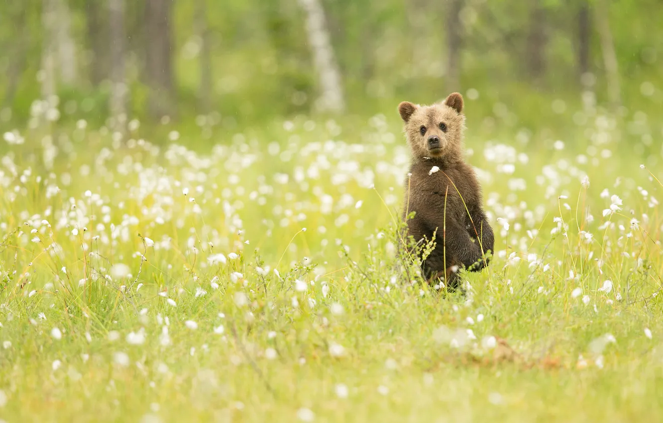 Фото обои трава, природа, медвежонок, наблюдение