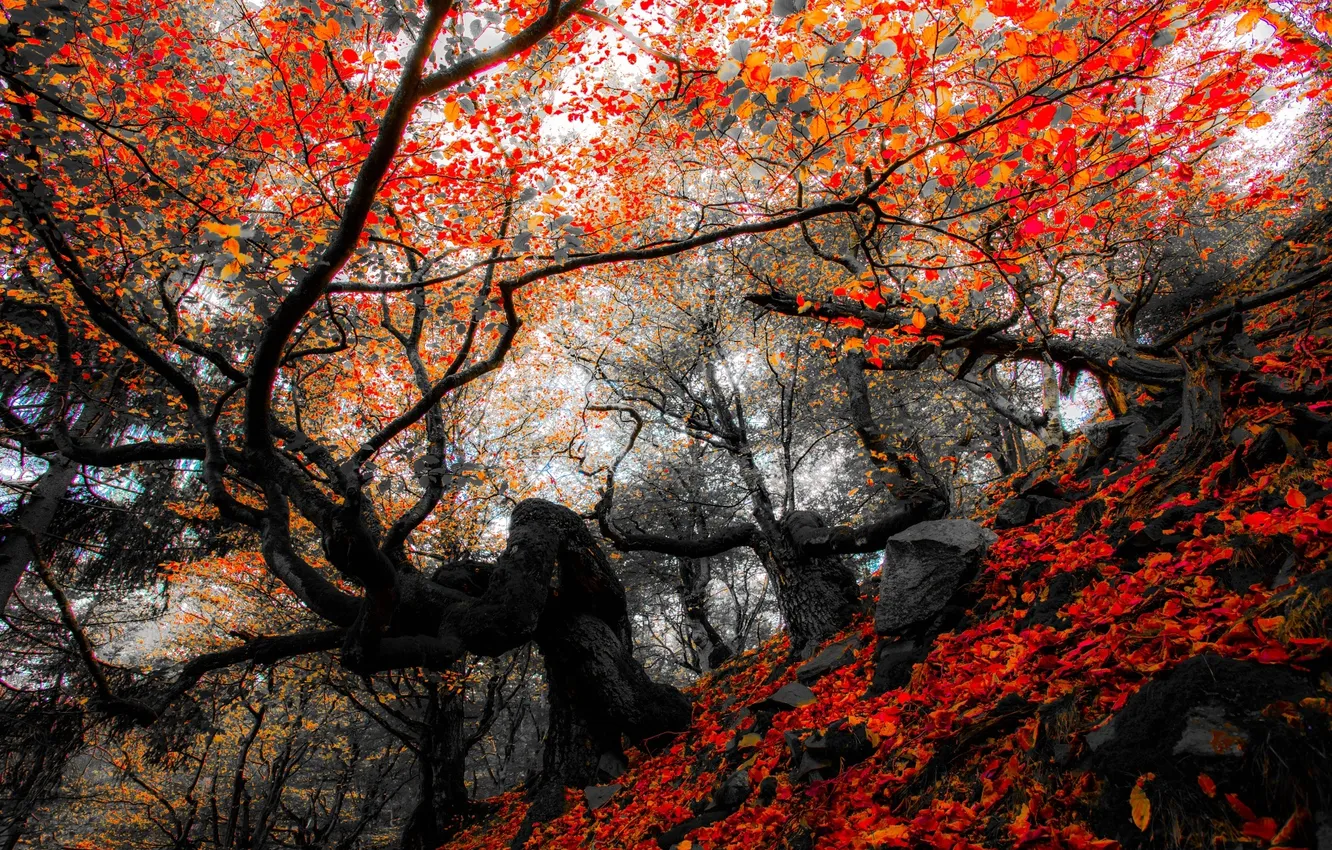 Фото обои осень, лес, листья, деревья, природа, парк, colors, colorful