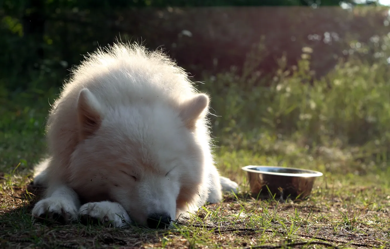 Фото обои друг, собака, Samoyed