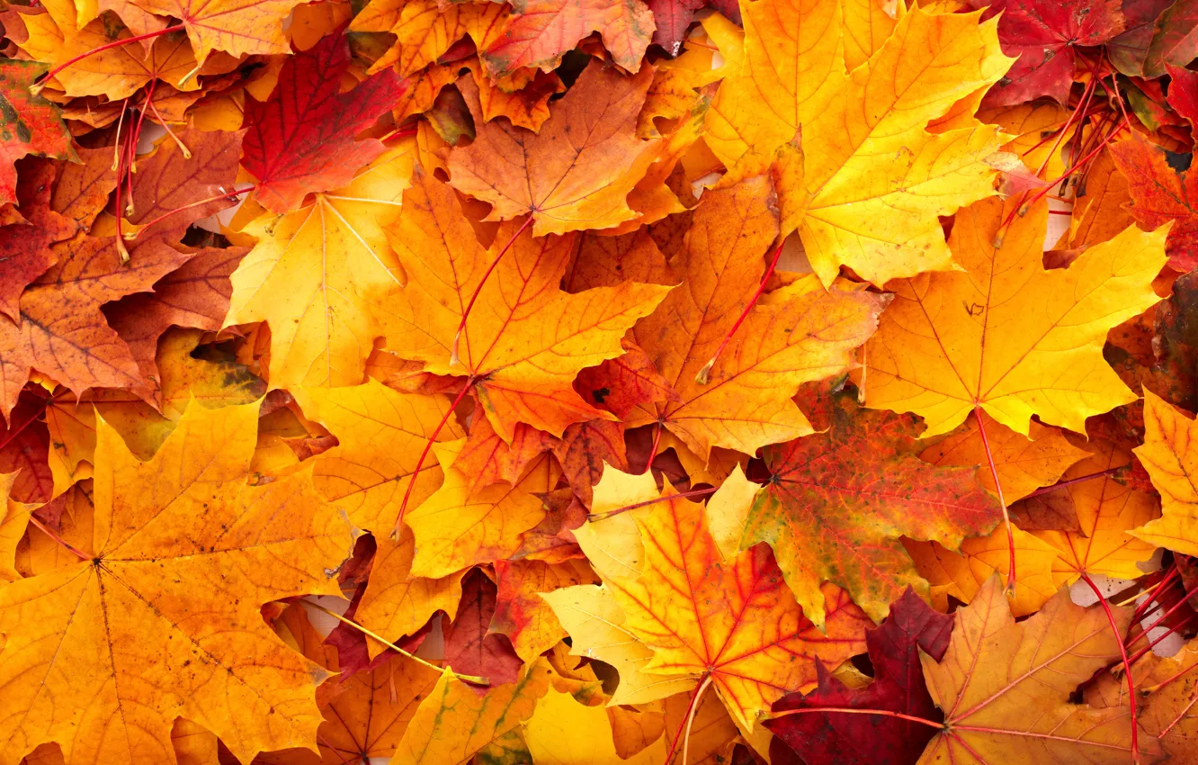 Фото обои осень, листья, клён